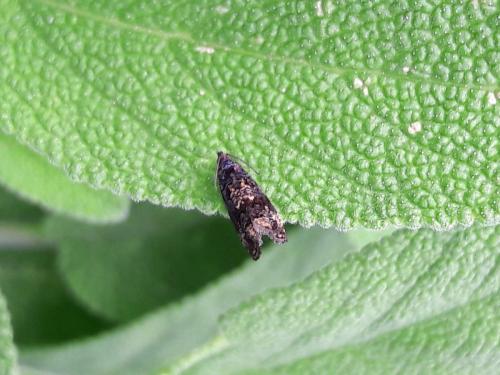 Réf. 322 890 : Endothenia ustulana